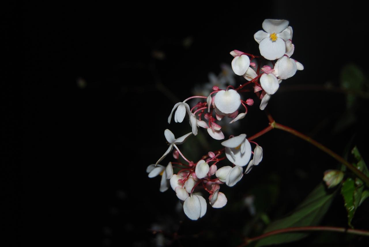 T Cherry Villa Munnar Buitenkant foto