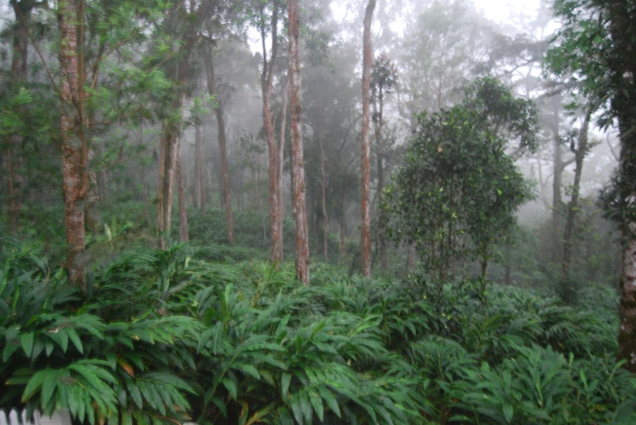 T Cherry Villa Munnar Buitenkant foto