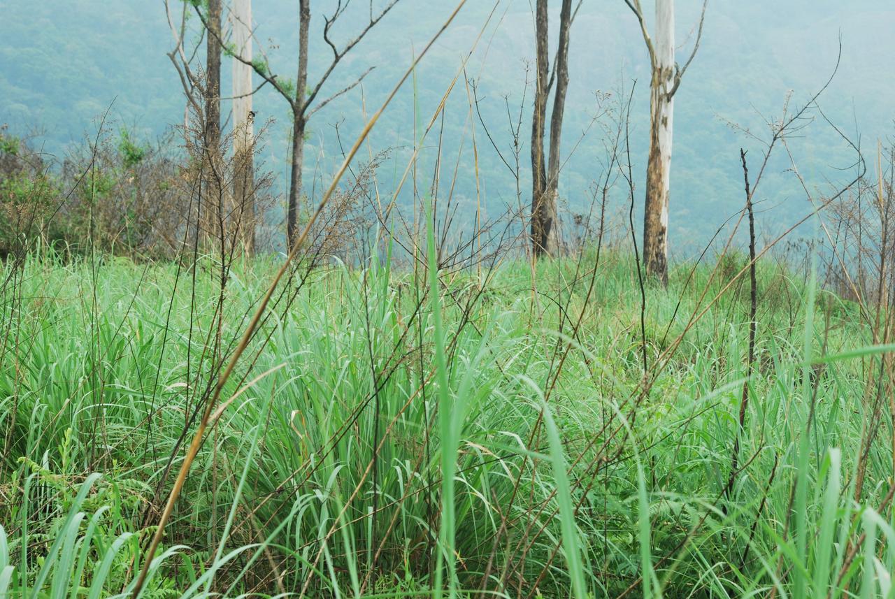 T Cherry Villa Munnar Buitenkant foto