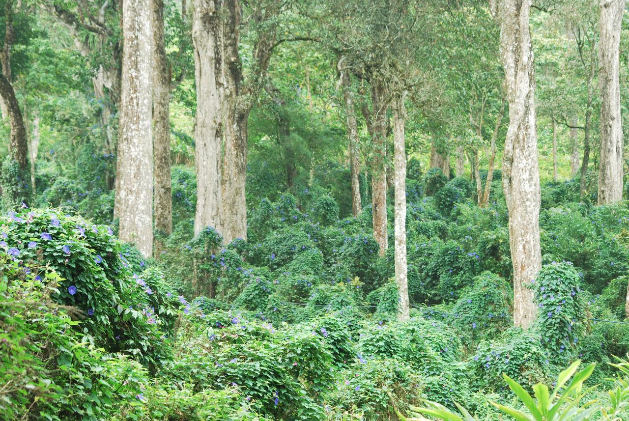 T Cherry Villa Munnar Buitenkant foto